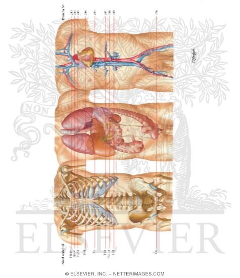 Watermarked preview of labeled image: Key Figure for Cross Sections
Muscles of Rotator Cuff