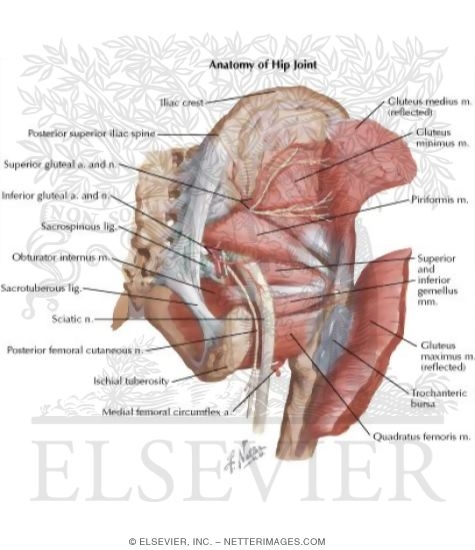 Watermarked preview of labeled image: Disorders of the Hip