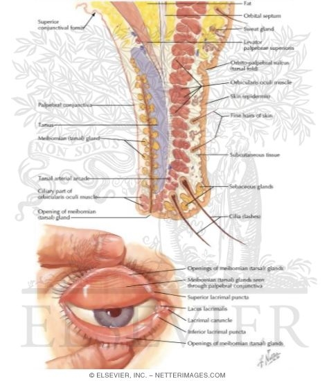 Watermarked preview of labeled image: Anatomy of the Eyelids