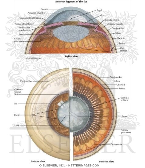 Watermarked preview of labeled image: Anterior Segment of the Eye