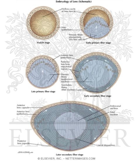 Embryology of the Lens - Schematic