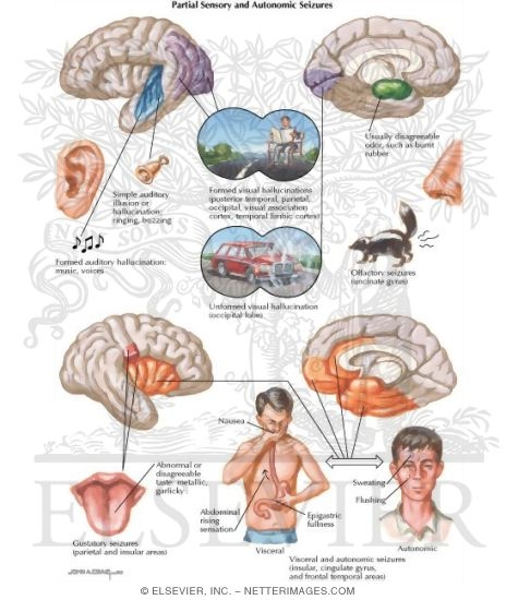 Partial Motor and Autonomic Seizures