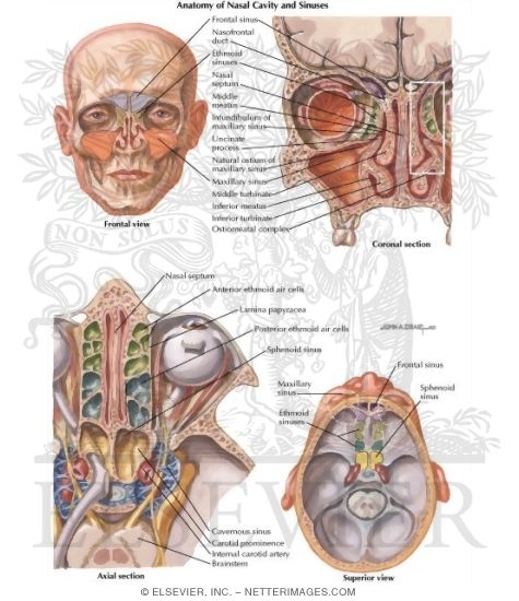 Sinus Anatomy