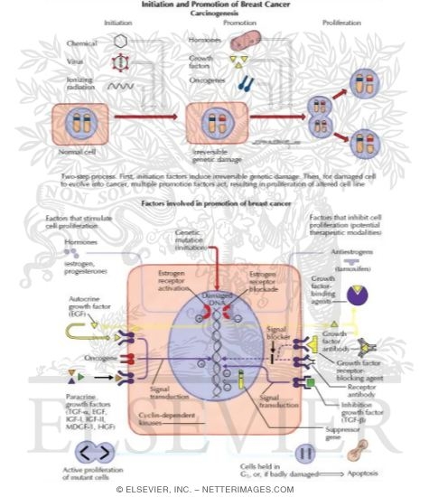 Watermarked preview of labeled image: Initiation and Promotion of Breast Cancer