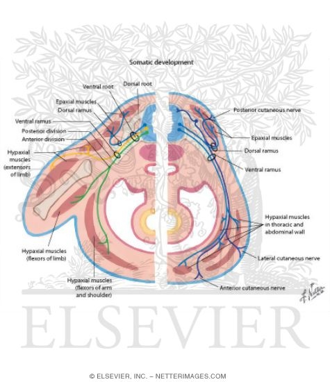 Epimere, Hypomere, and Muscle Groups