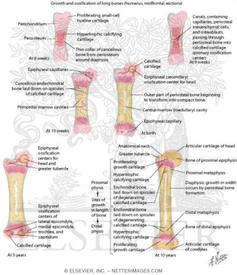 Growth and Ossification of Long Bones (Humerus, Midfrontal ...