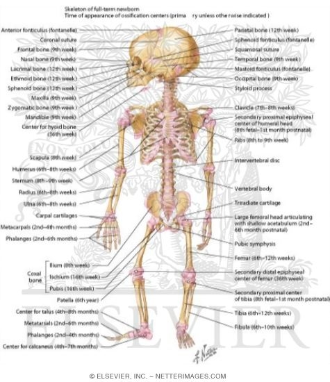 Ossification in the Newborn Skeleton