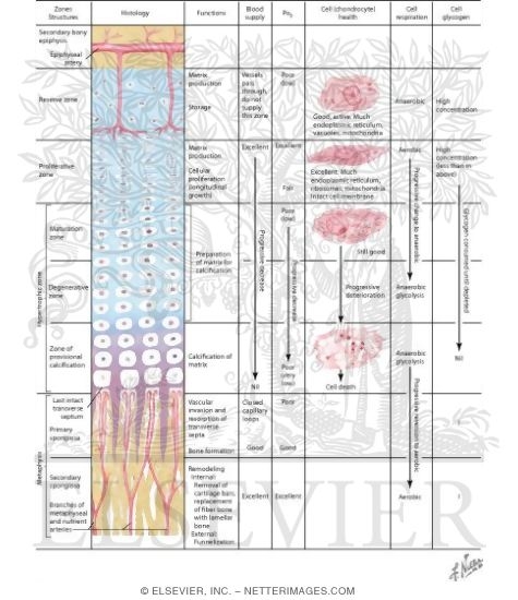 Structure and Function of the Growth Plate