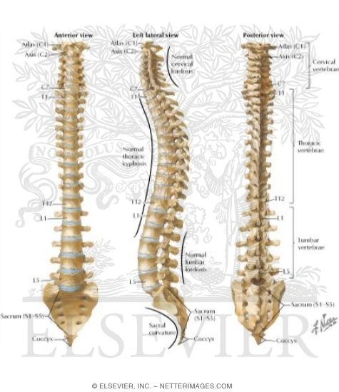 Vertebral Column