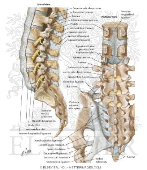 Vertebral Ligaments: Lumbosacral Region
