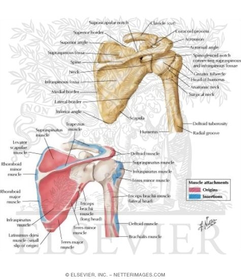Posterior View Scapula and Proximal Humerus