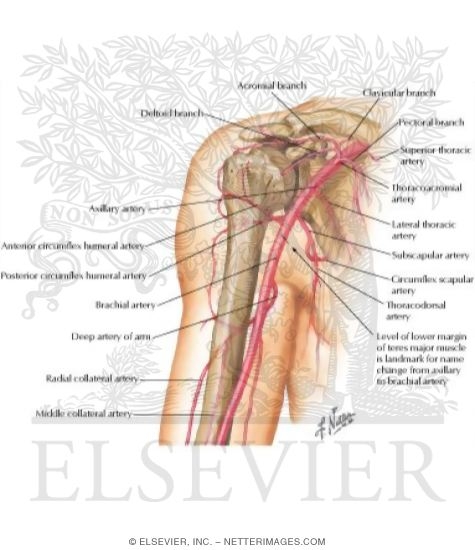 Axillary and Brachial Arteries