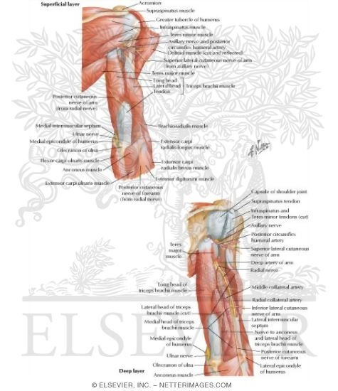 Arm Muscles With Portions of Arteries and Nerves
Muscles of Arm: Posterior View