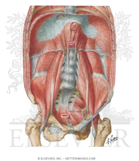 Posterior Abdominal Wall: Internal View