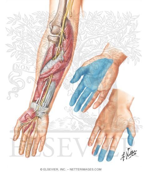 Median Nerve