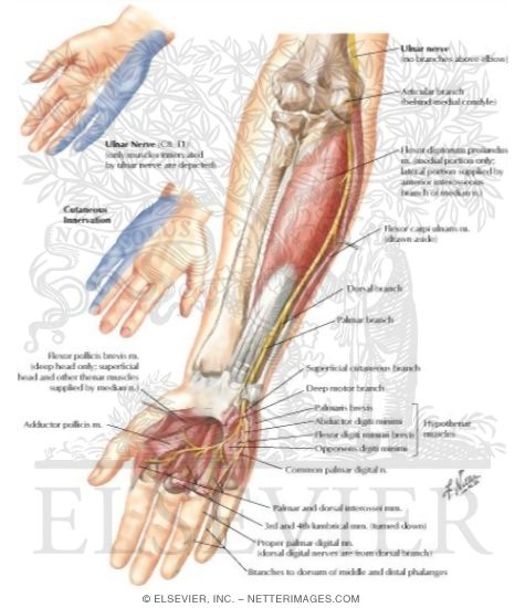 Ulnar Nerve of Forearm