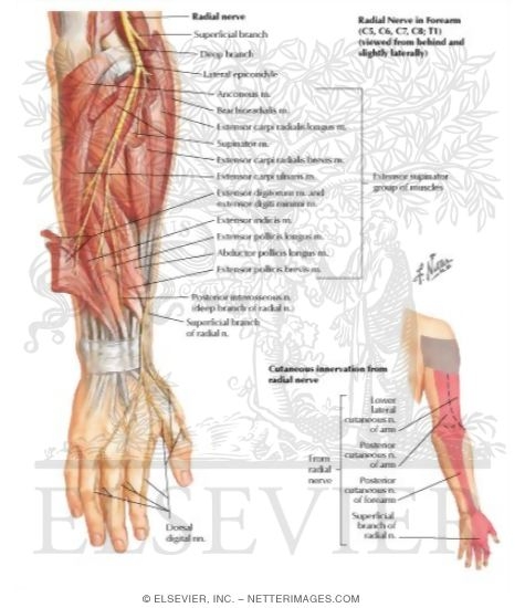 Watermarked preview of labeled image: Radial Nerve in Forearm