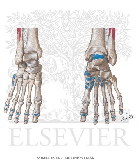 Bony Attachments of Muscles of Foot
