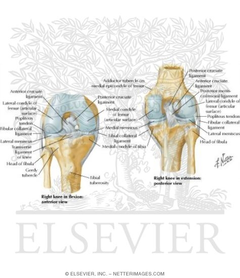 Watermarked preview of labeled image: Cruciate and Collateral Ligaments of Right Knee Joint
Knee: Cruciate and Collateral Ligaments