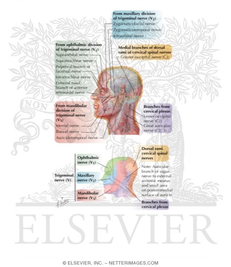 Watermarked preview of labeled image: Cutaneous Nerves of Head and Neck