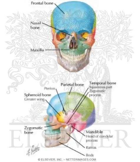 Skull: Anterior and Lateral Aspects
