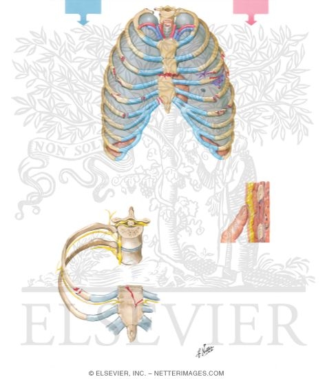 Watermarked preview of unlabeled image: Thoracic Cage Injuries and Anesthesia