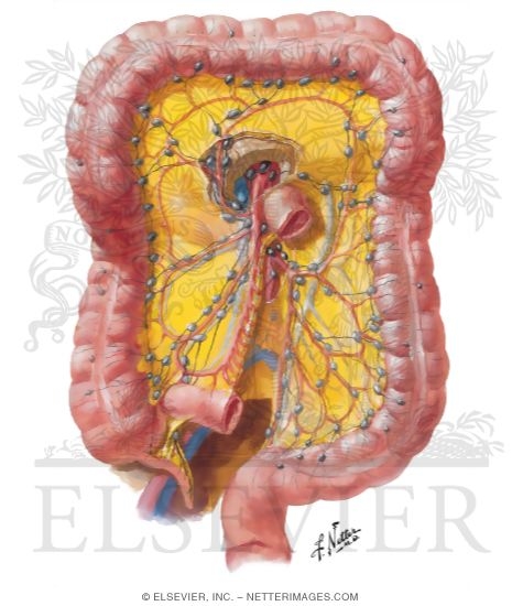 Lymph Drainage of Large Intestine