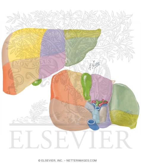 Liver Segments and Lobes
