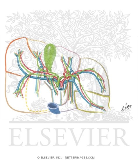 Watermarked preview of unlabeled image: Distribution of Vessels and Ducts