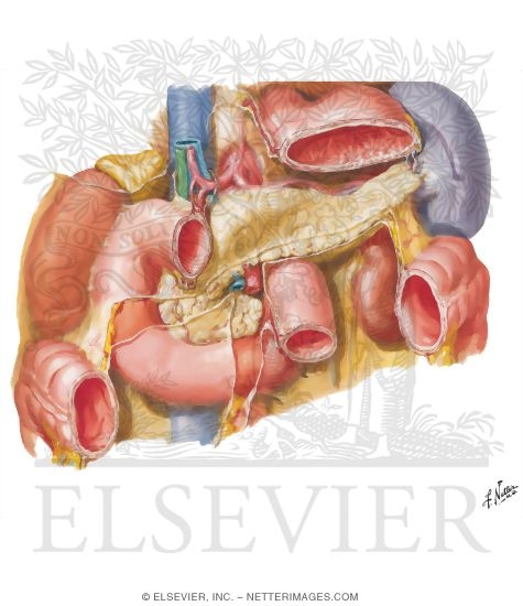 Pancreas In Situ