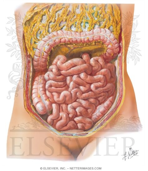 Greater Omentum and Abdominal Viscera