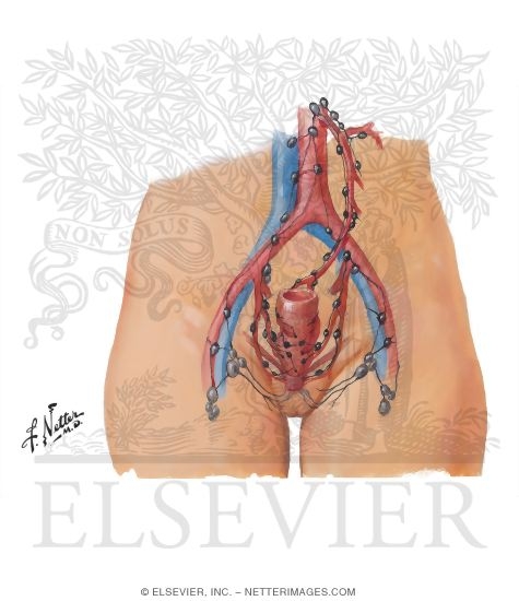 Anorectal Lymphatics