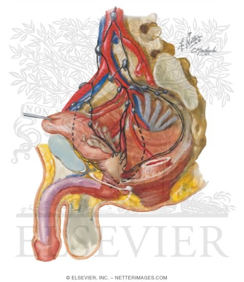 Lymphatics of Prostate