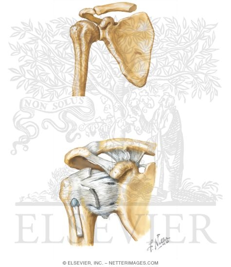 Shoulder Bones and Ligaments