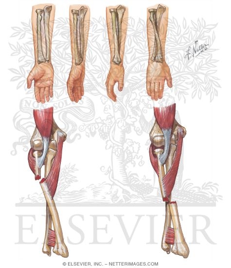 Watermarked preview of unlabeled image: Biomechanics of Forearm Fracture