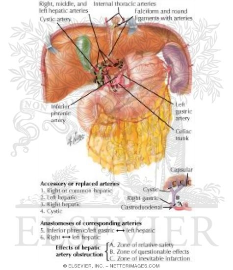 Watermarked preview of labeled image: Arterial Variations and Collateral Supply of Liver and Gallbladder