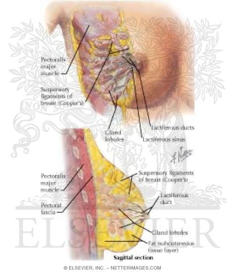 Watermarked preview of labeled image: Mammary Gland