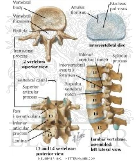 Lumbar Vertebrae and Intervertebral Disc Spine: Osteology
