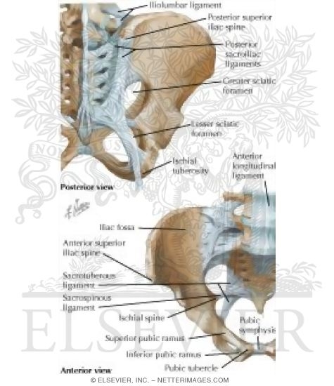 Bones and Ligaments of Pelvis
