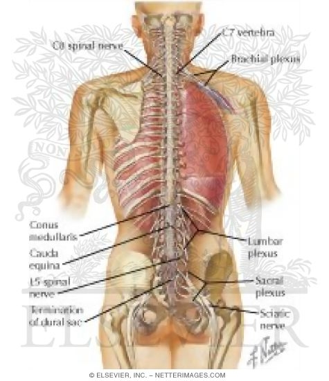 Watermarked preview of labeled image: Spinal Cord and Ventral Rami In Situ