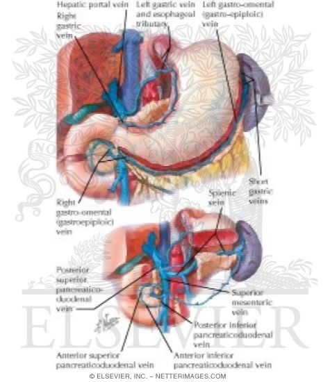 Watermarked preview of labeled image: Veins of Stomach, Duodenum, Pancreas and Spleen
Venous Drainage of Stomach and Duodenum