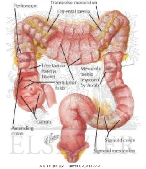 Large Intestine Structure
Mucosa and Musculature of Colon
Mucosa and Musculature of Large Intestine
Structure of Colon