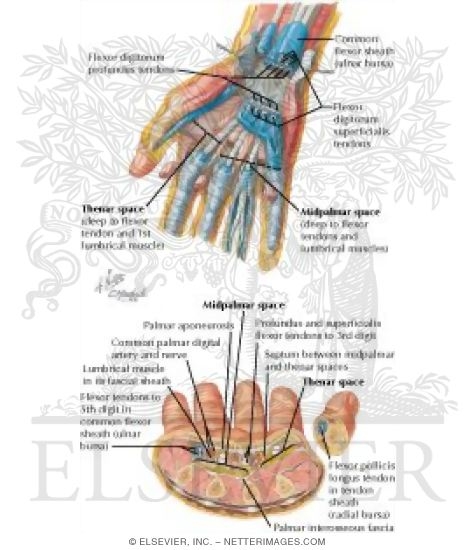 Spaces Bursae And Tendon And Lumbrical Sheaths Of Hand Bursae