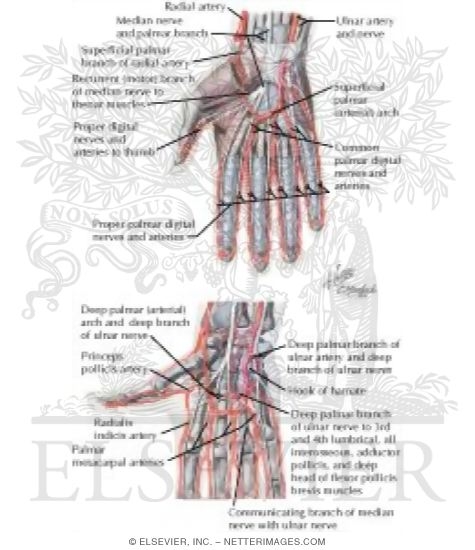 Blood and Lymph Vessels
Arteries and Nerves of Hand: Palmar Views