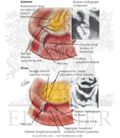 Watermarked preview of labeled image: Mucosa and Musculature of Small Intestine
Small Intestine Structure