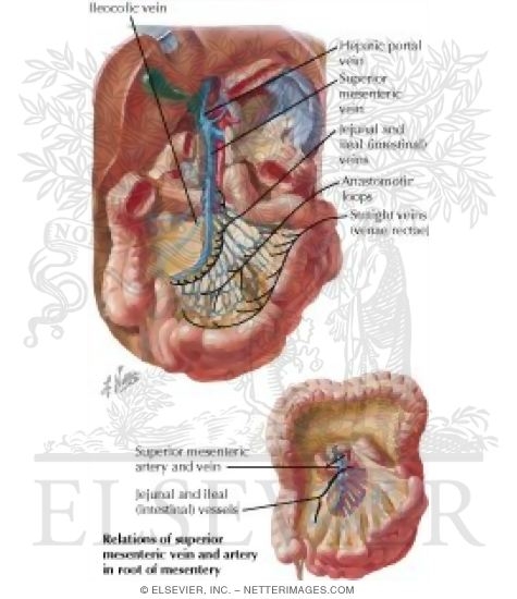 Watermarked preview of labeled image: Veins of Small Intestine
Venous Drainage of Small and Large Intestine