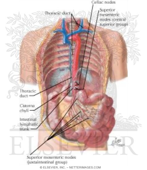 Lymph Drainage of Small Intestine
Lymph Vessels and Nodes of Small Intestine
