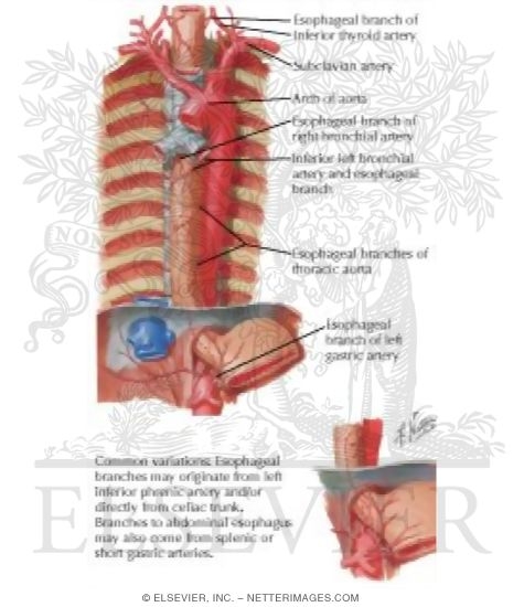 Arteries of Esophagus
Blood Supply of the Esophagus