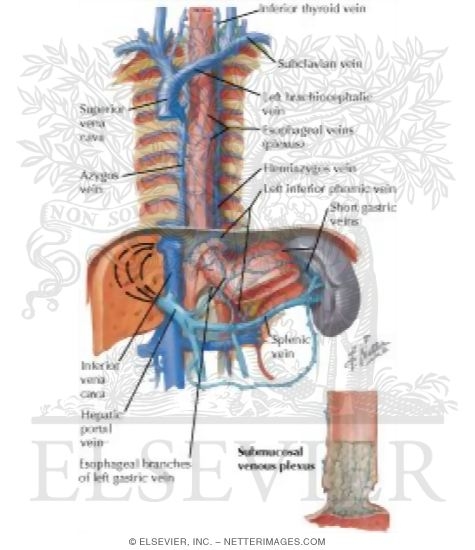 Veins of Esophagus Venous Drainage of Esophagus