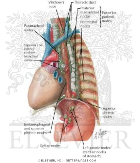 Lymph Vessels and Nodes of Esophagus
Lymphatic Drainage of Esophagus